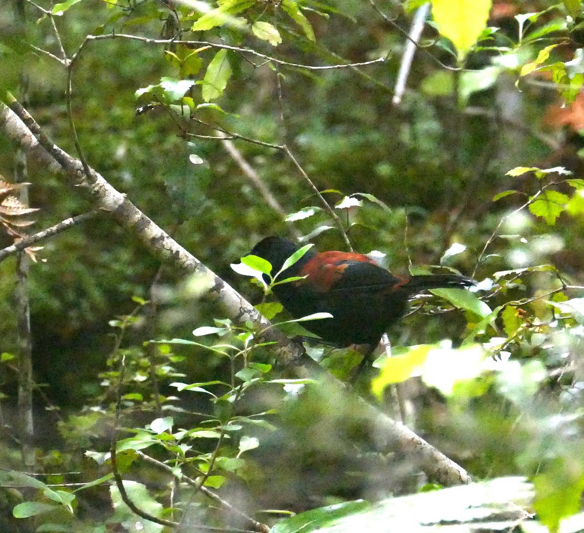 South Island Saddleback - ML621844778