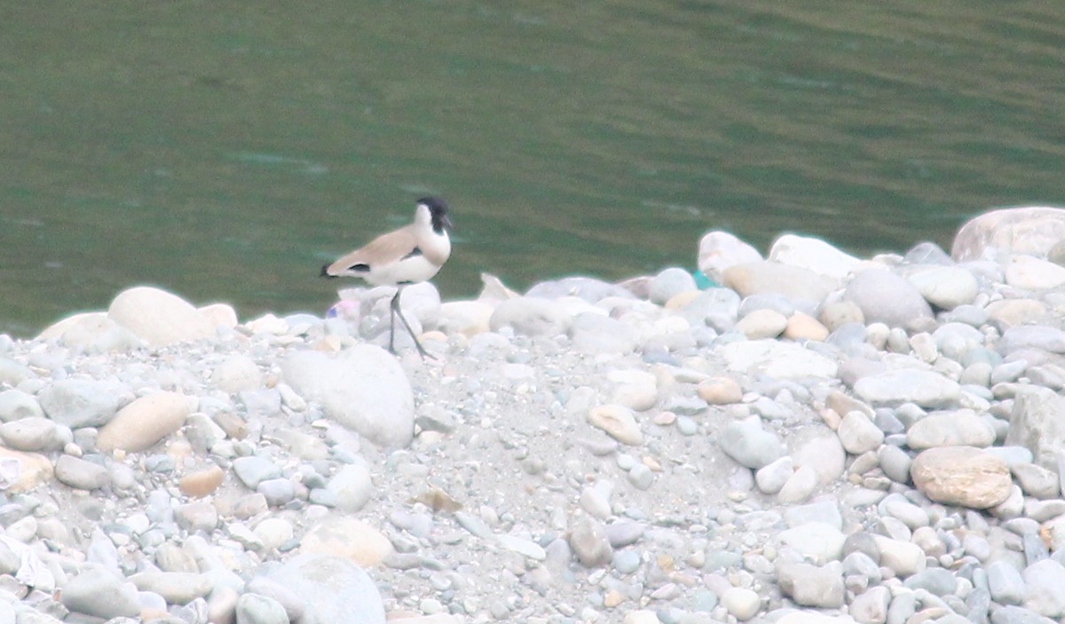 River Lapwing - ML621844785