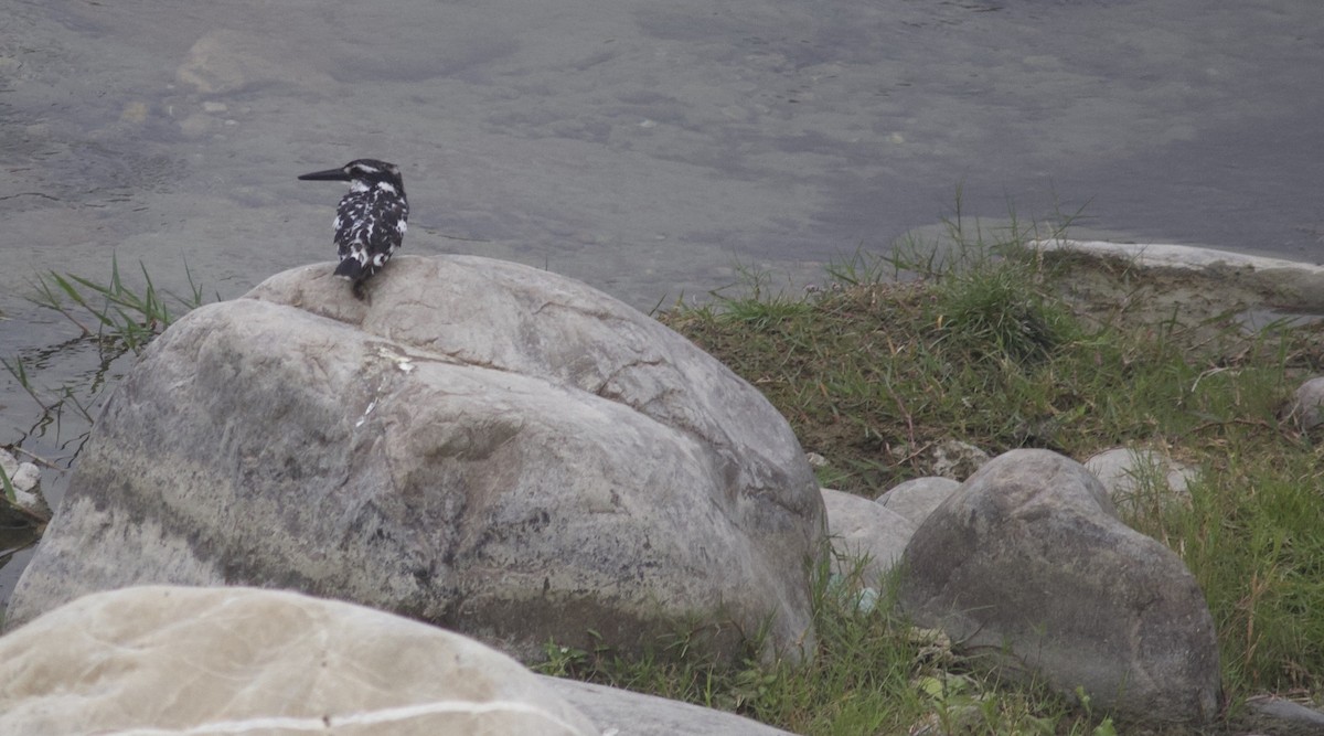 Pied Kingfisher - ML621844810