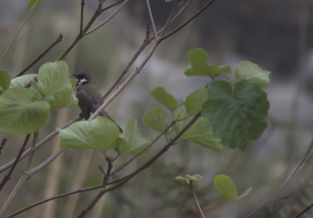 Himalayan Bulbul - ML621844824