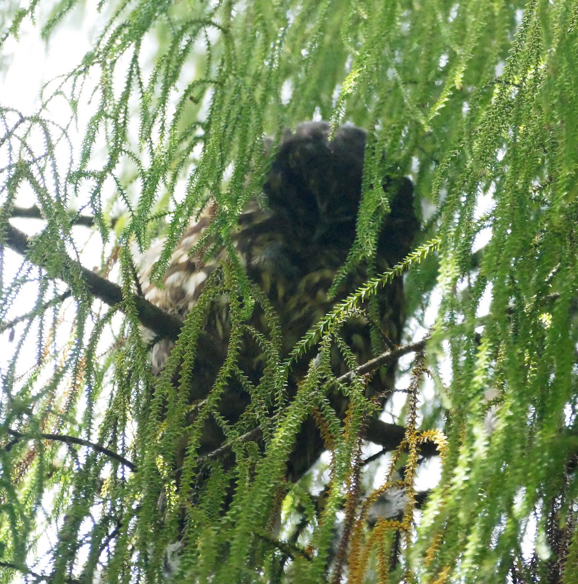 Morepork - ML621844848