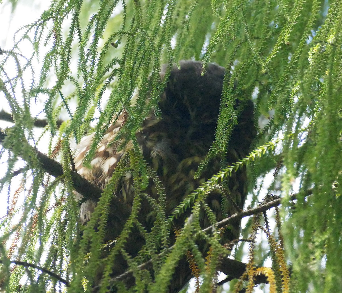 Morepork - ML621844851