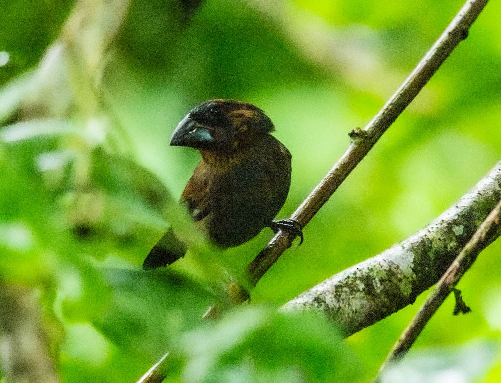 Blue-black Grosbeak - Carlton Cook