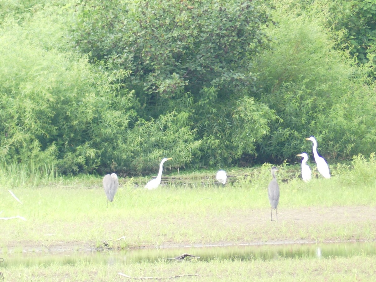 Great Blue Heron - ML621844905