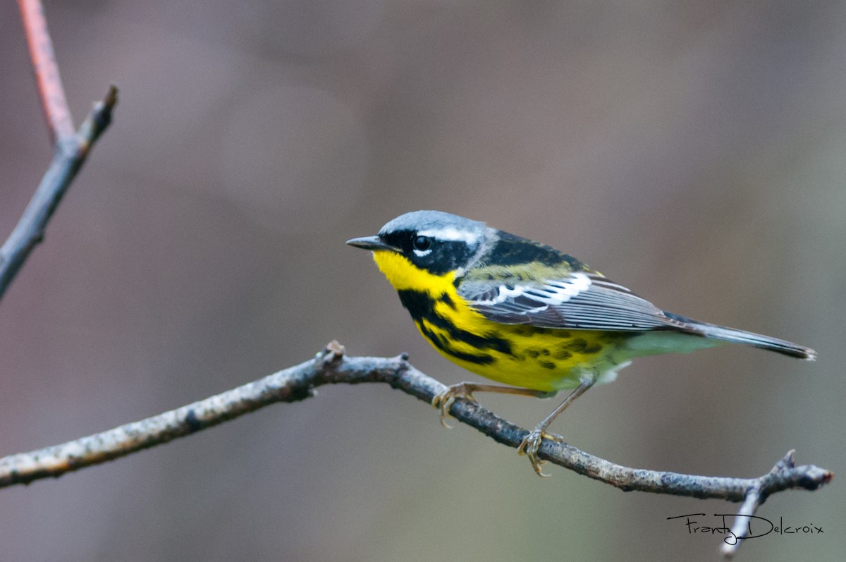 Magnolia Warbler - Frantz Delcroix (Duzont)