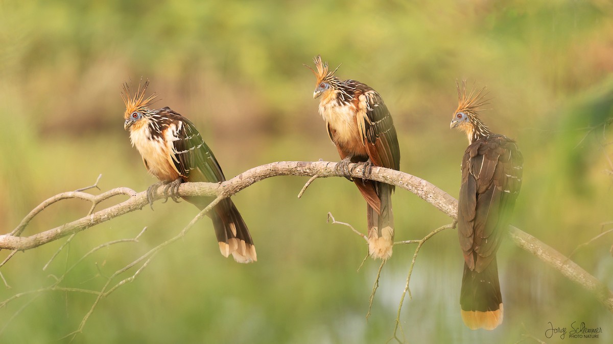 Hoatzin - ML621844987