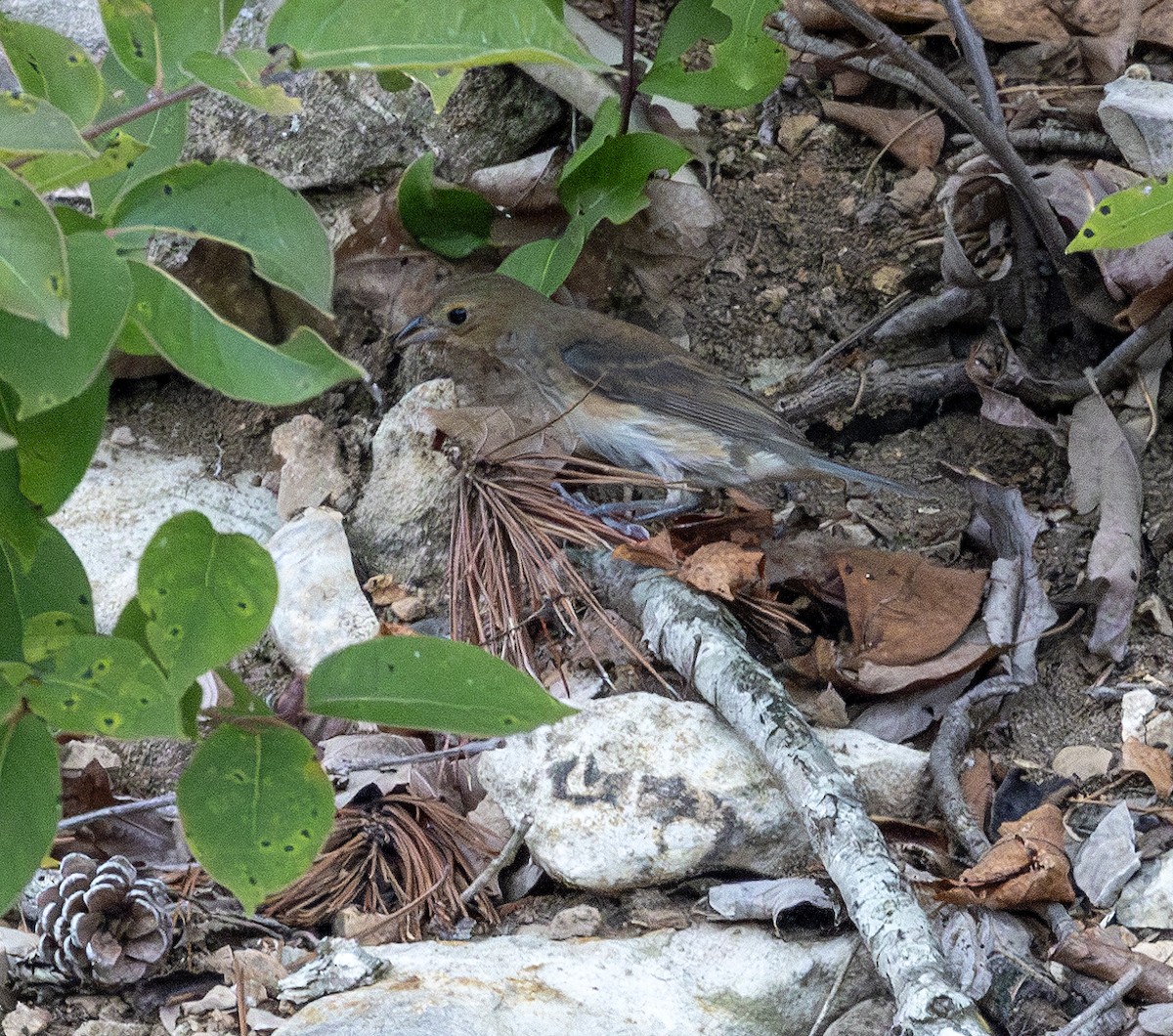 Indigo Bunting - ML621845007