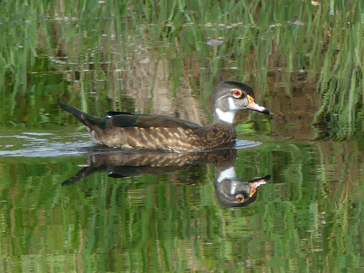 Wood Duck - ML621845020