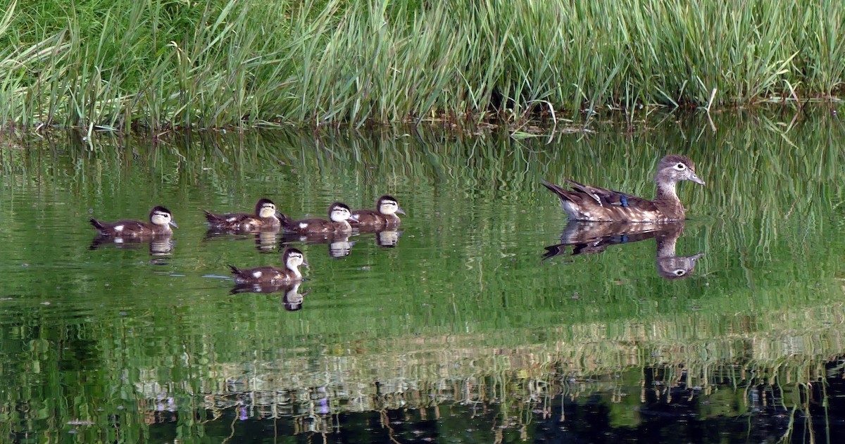 Wood Duck - ML621845021