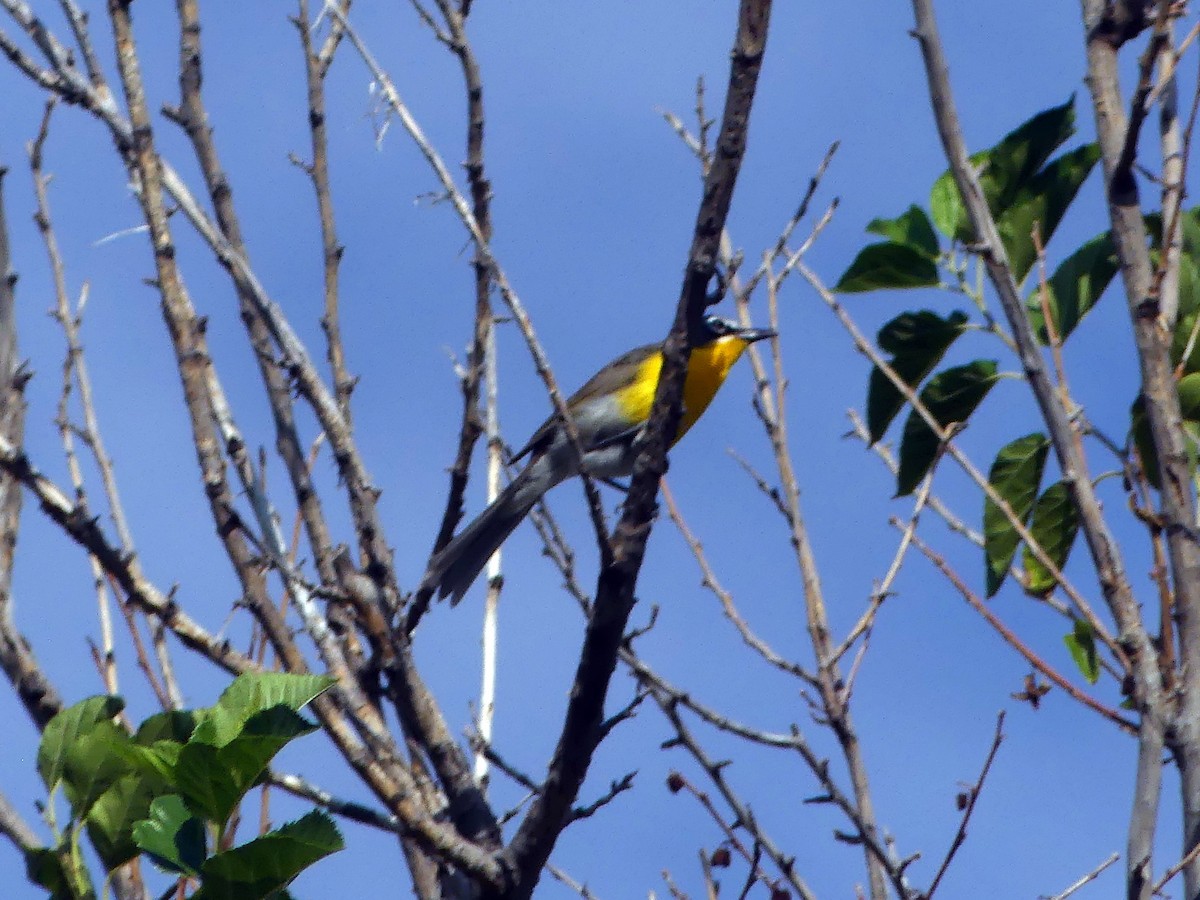 Yellow-breasted Chat - ML621845038