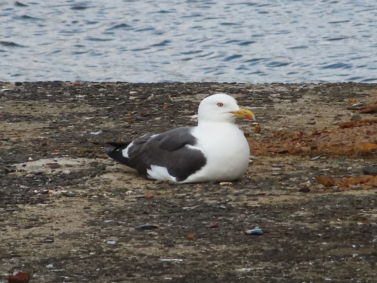 Lesser Black-backed Gull - Mel O'Hagan