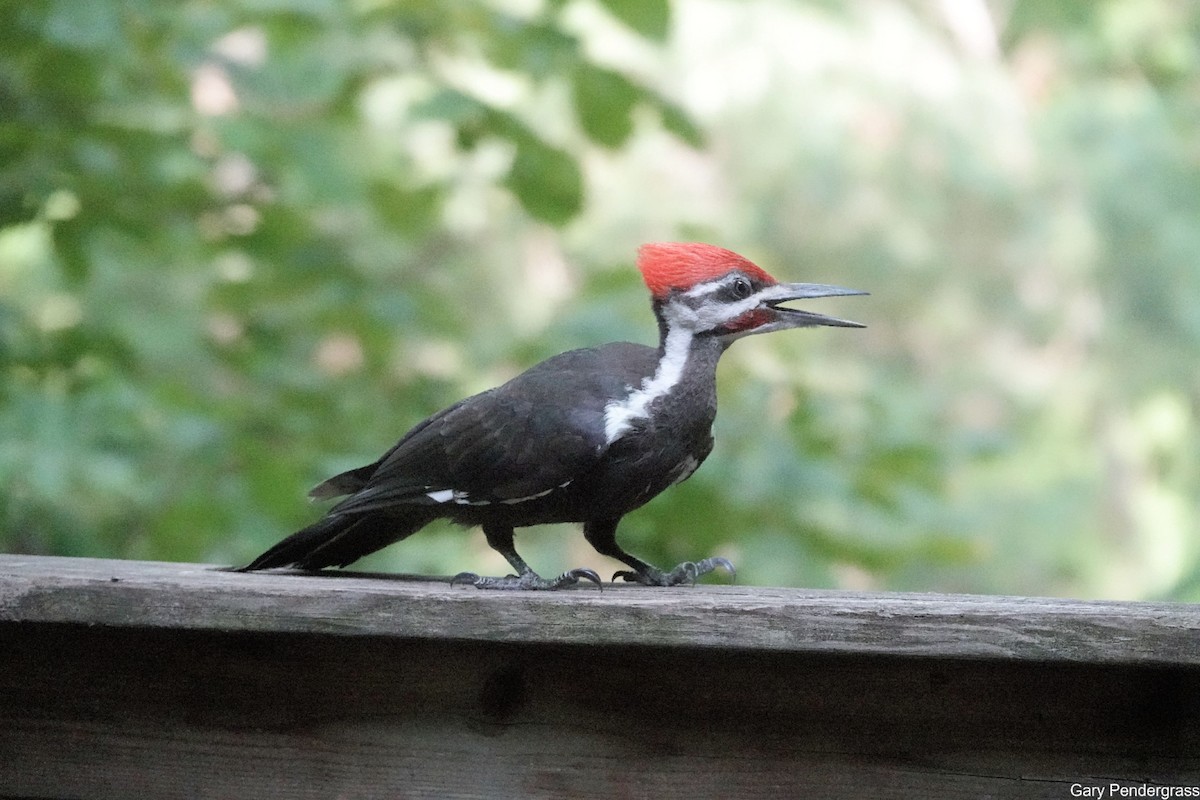 Pileated Woodpecker - ML621845054