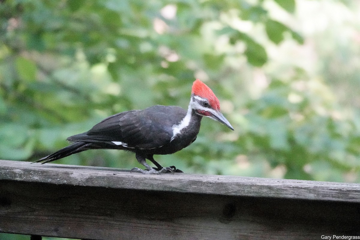 Pileated Woodpecker - ML621845055