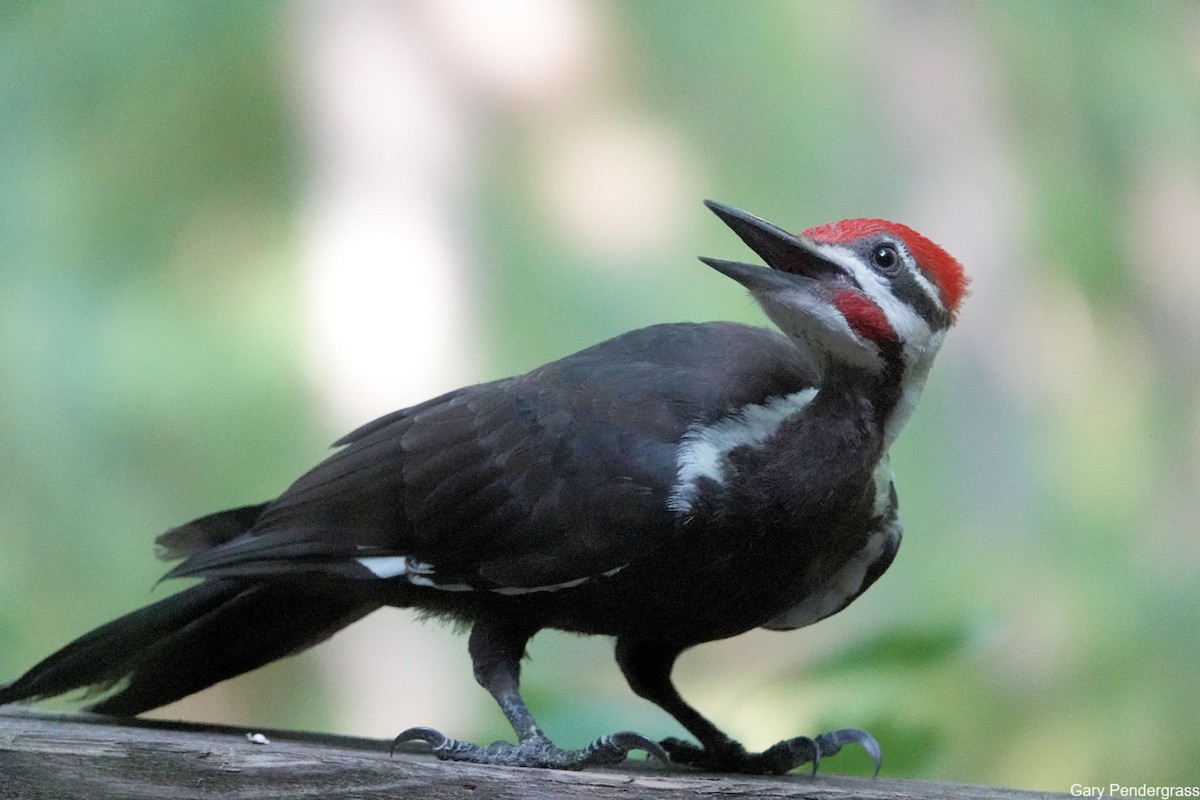 Pileated Woodpecker - ML621845058