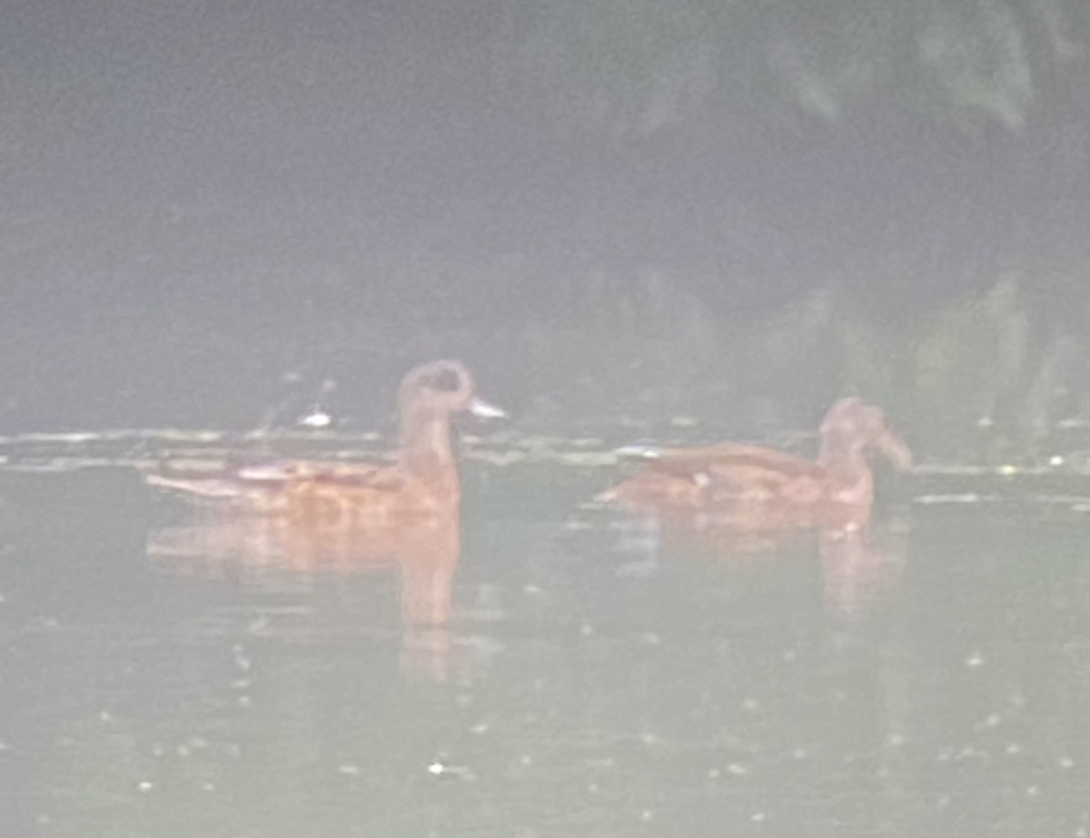 American Wigeon - ML621845085