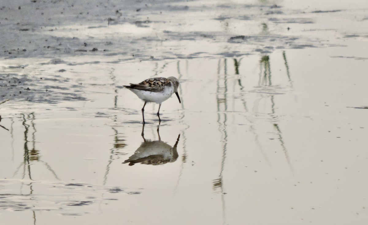 Western Sandpiper - ML621845092