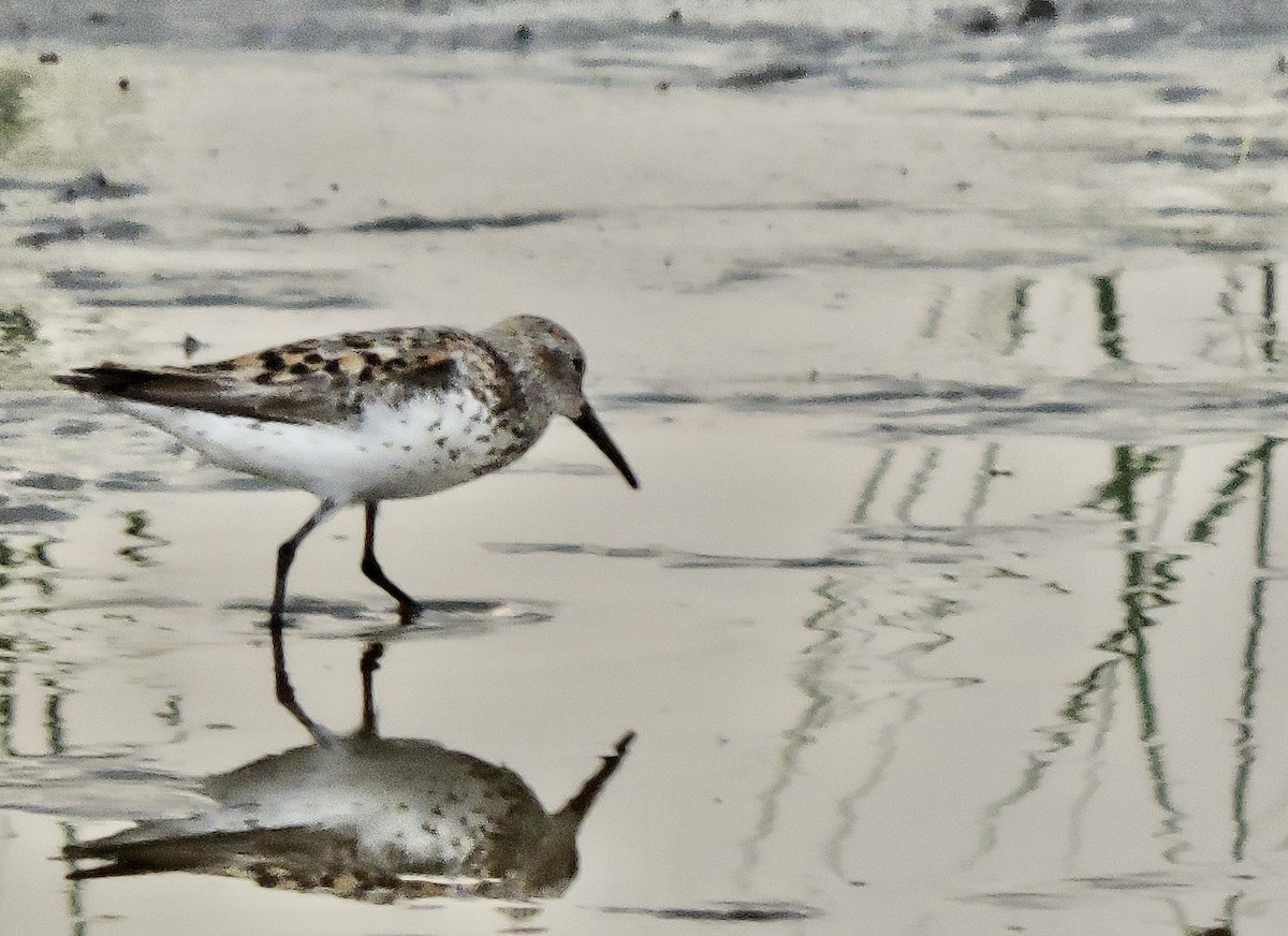 Western Sandpiper - ML621845093