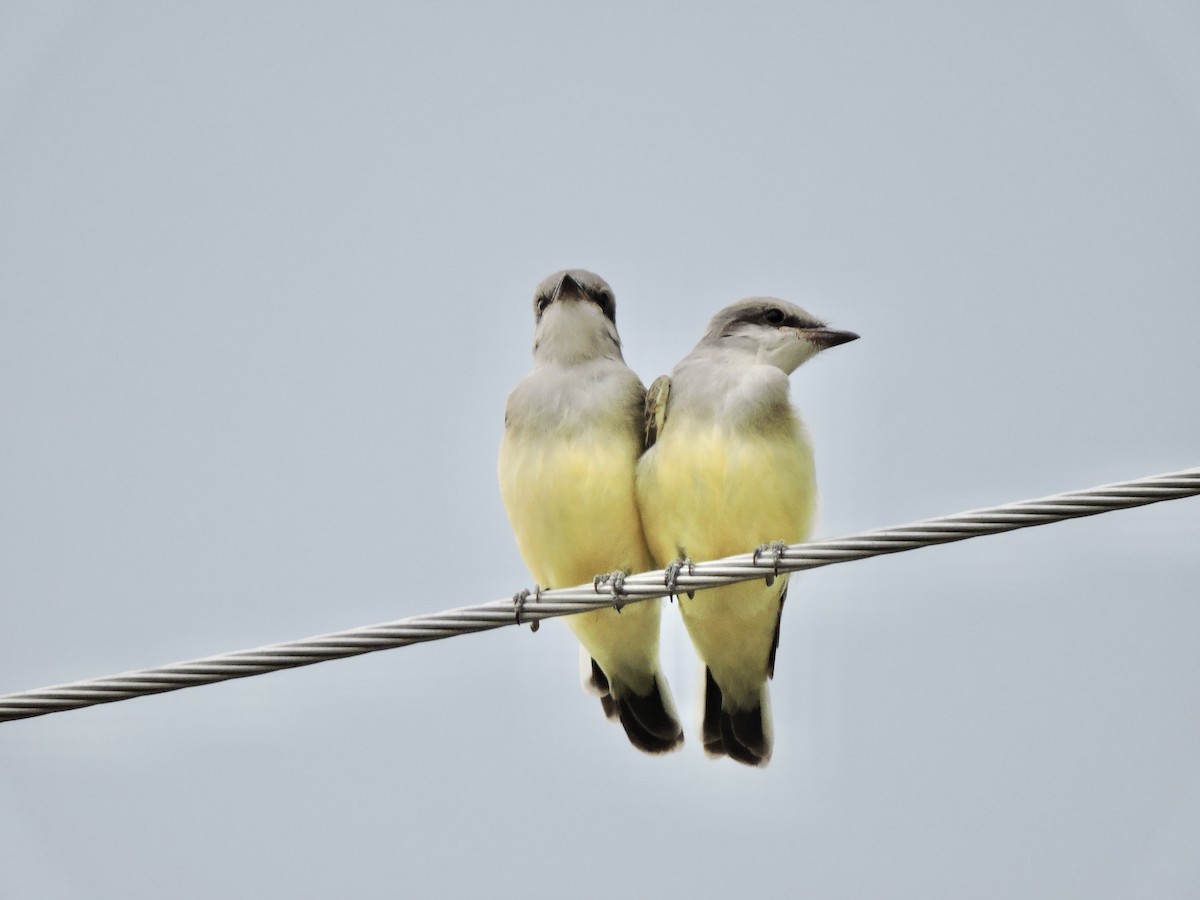 Western Kingbird - ML621845095