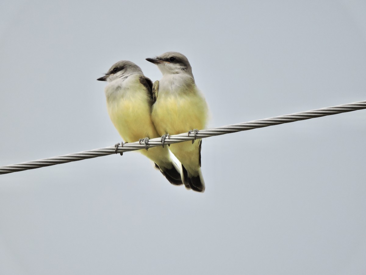 Western Kingbird - ML621845096