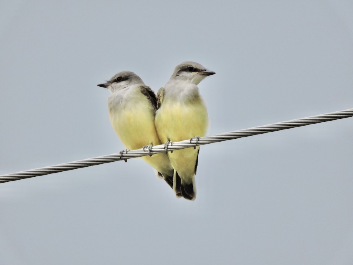 Western Kingbird - Daniel Casey