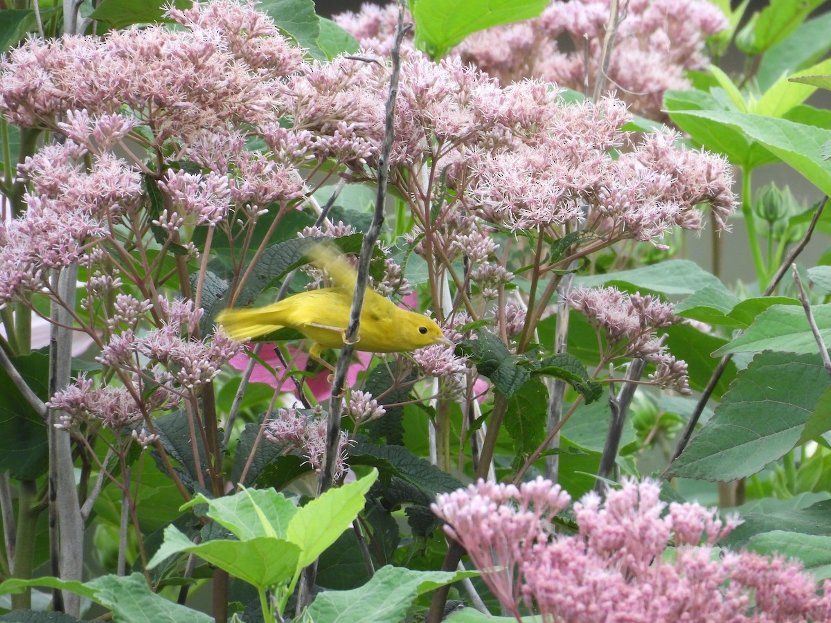 Northern Yellow Warbler - ML621845102