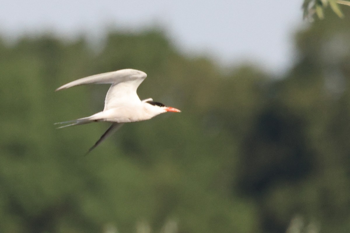 Common Tern - ML621845128
