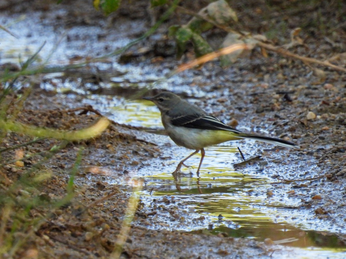 Gray Wagtail - ML621845129