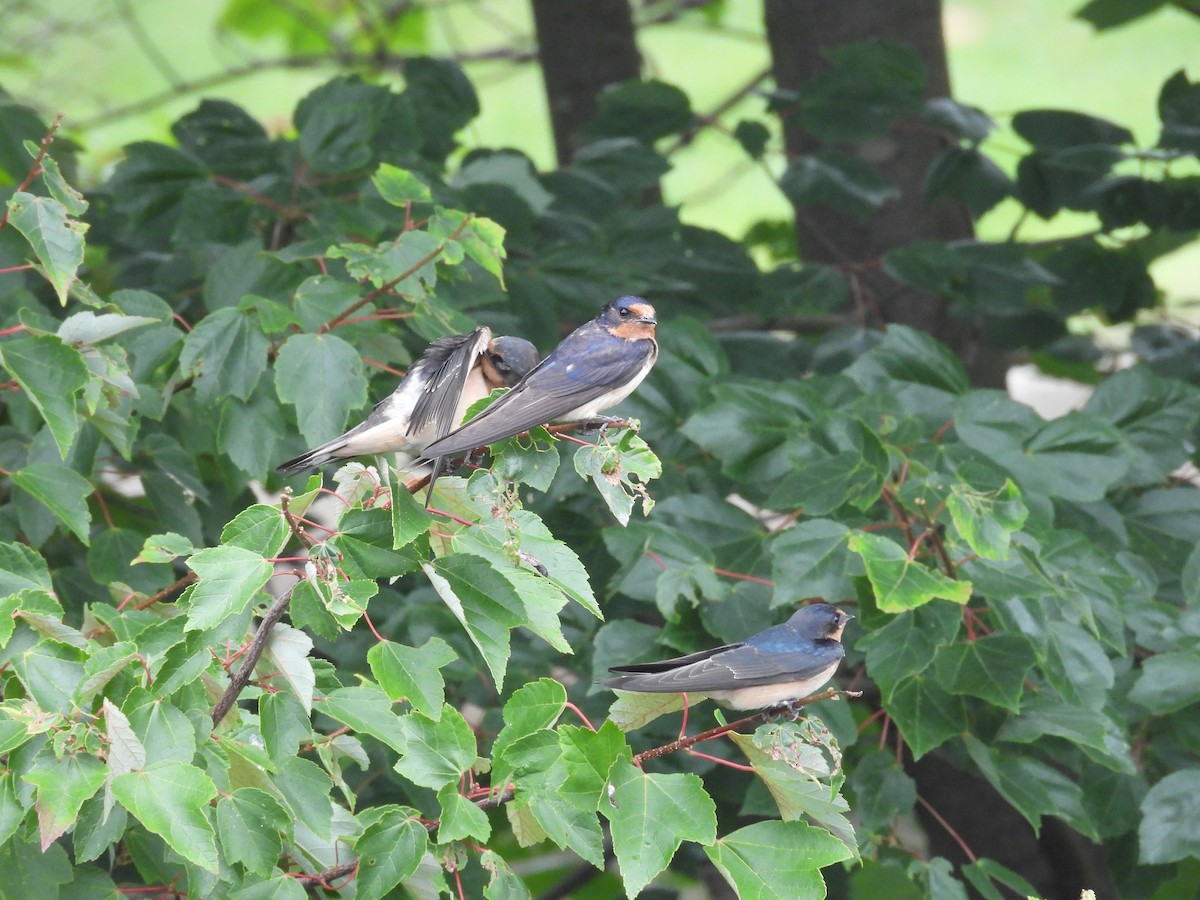 Barn Swallow - ML621845130