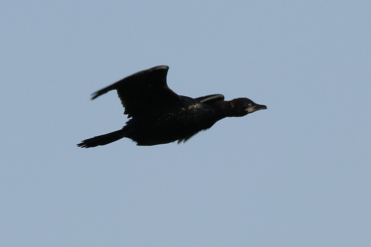 Pygmy Cormorant - ML621845131