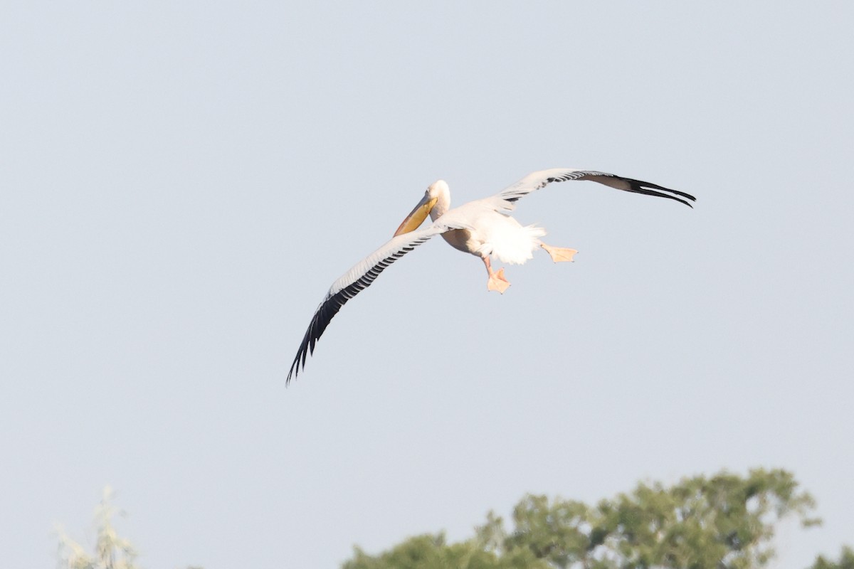 Great White Pelican - ML621845138