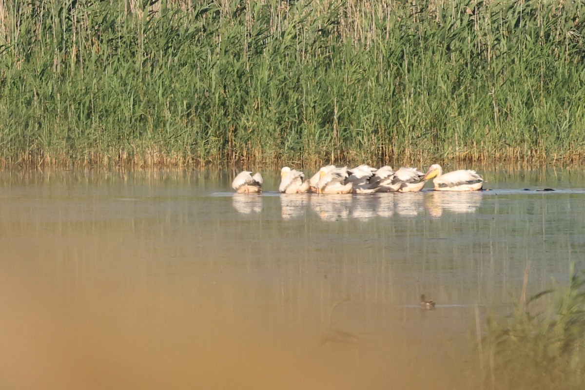 Great White Pelican - ML621845139