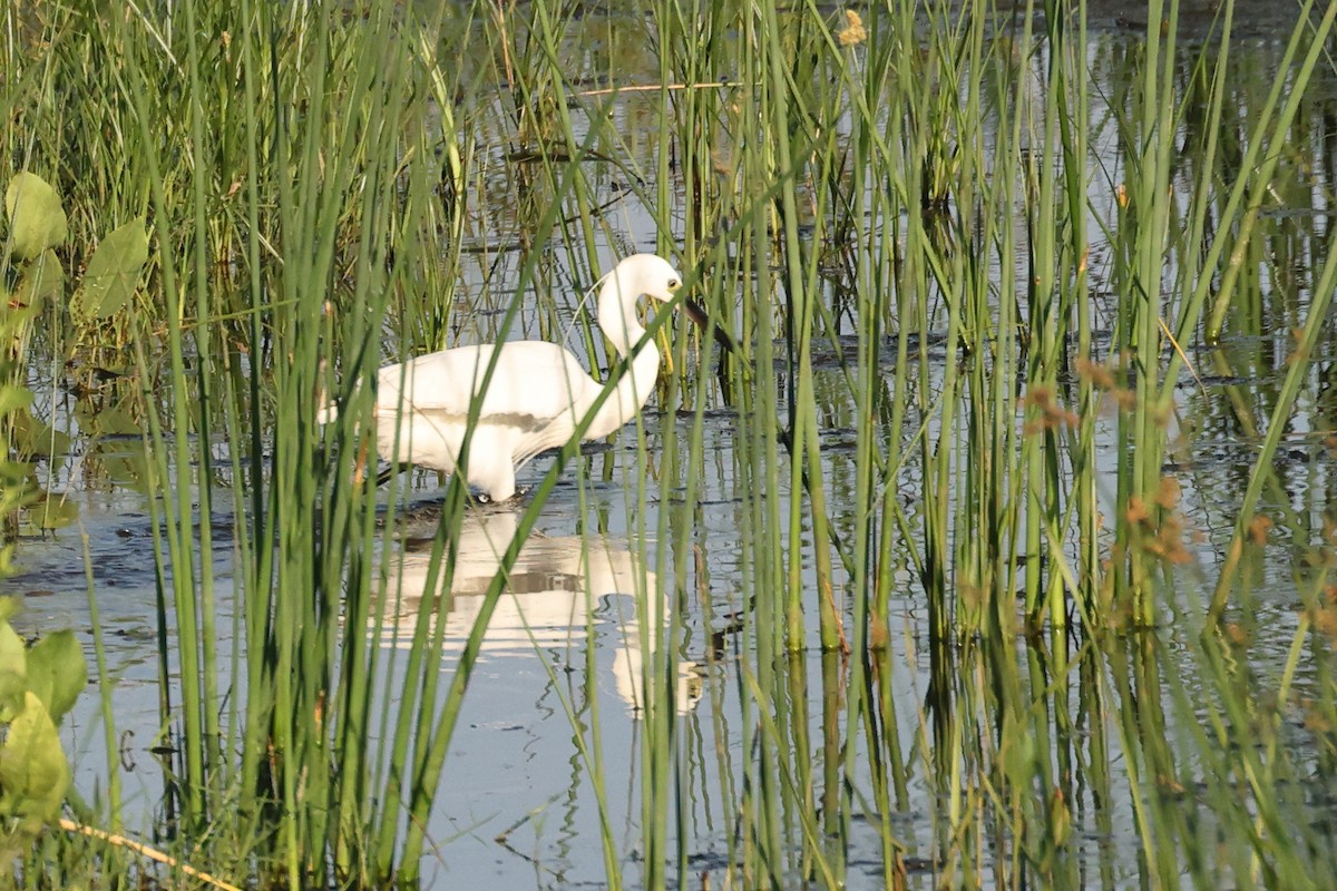 Little Egret - ML621845140