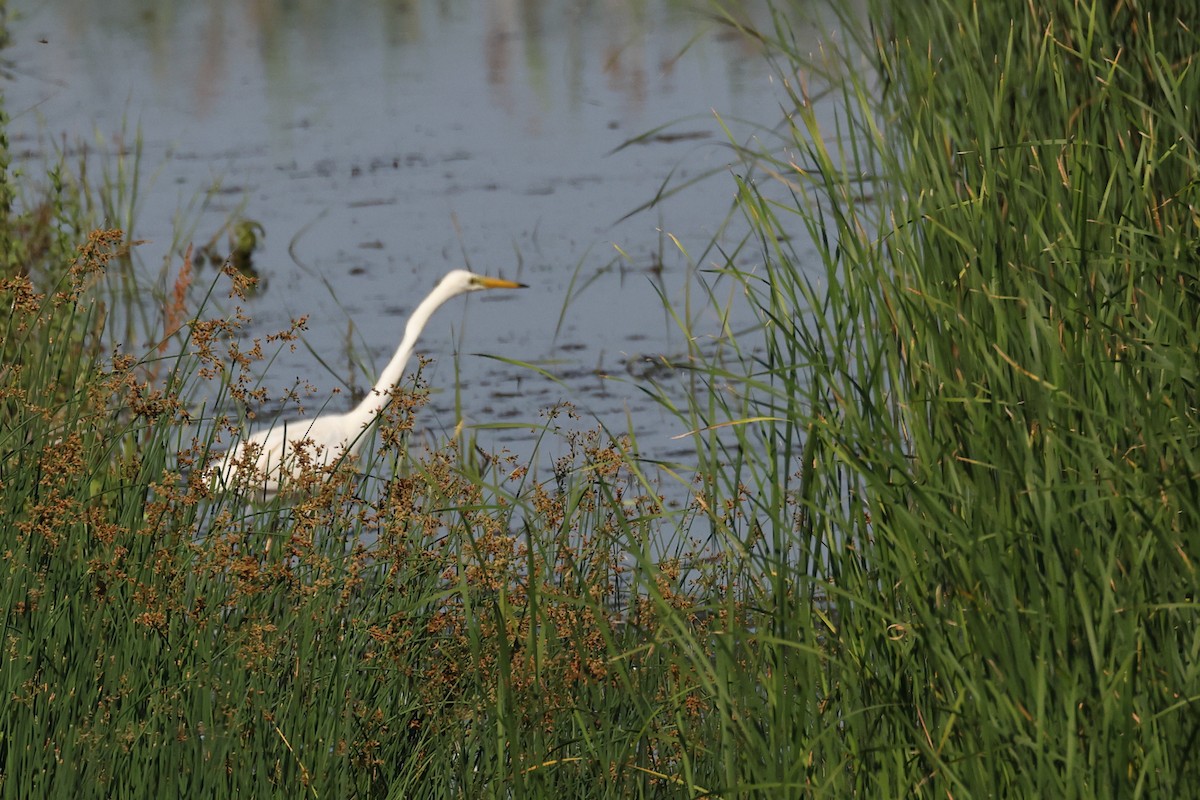 Great Egret - ML621845142
