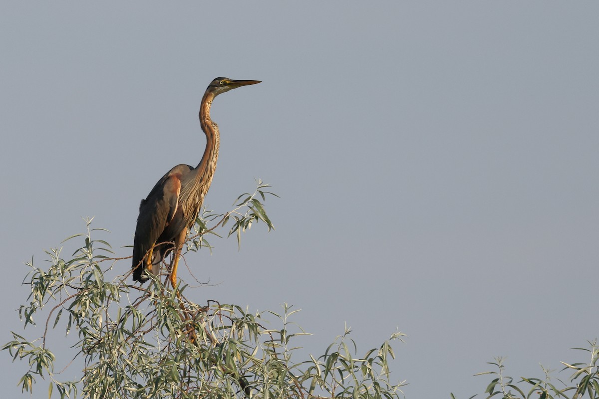 Purple Heron - ML621845146