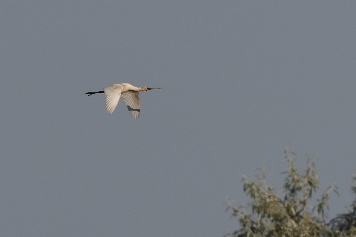 Eurasian Spoonbill - ML621845149