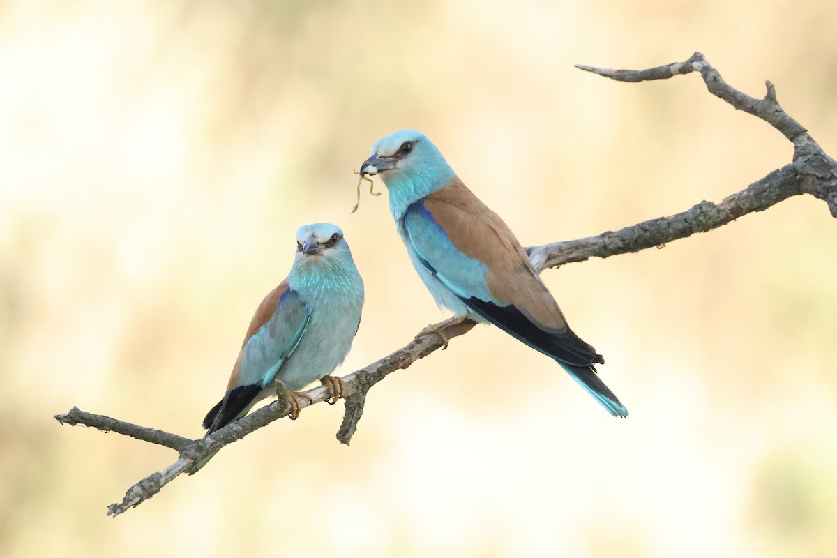 European Roller - ML621845152