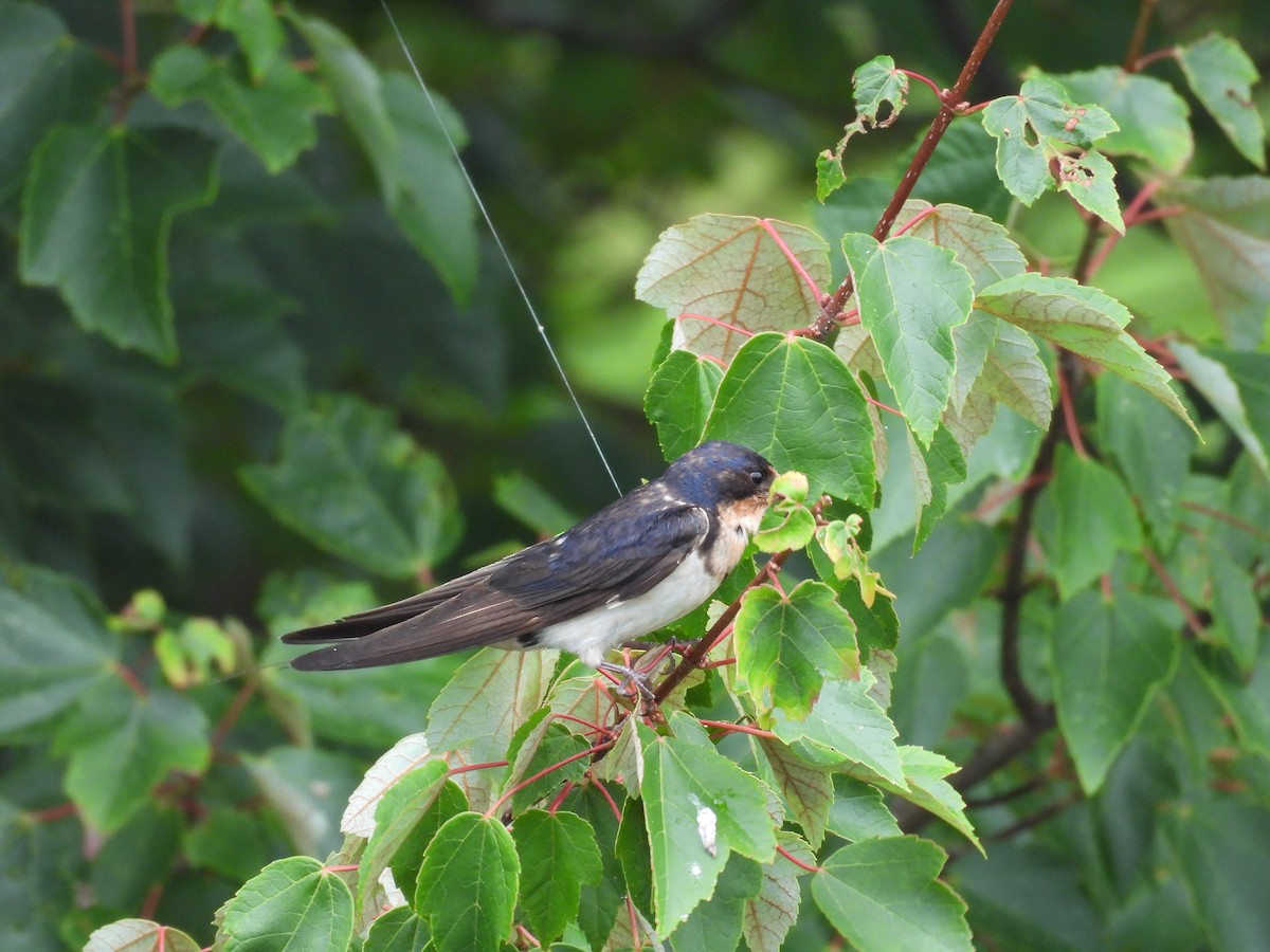 Barn Swallow - ML621845154