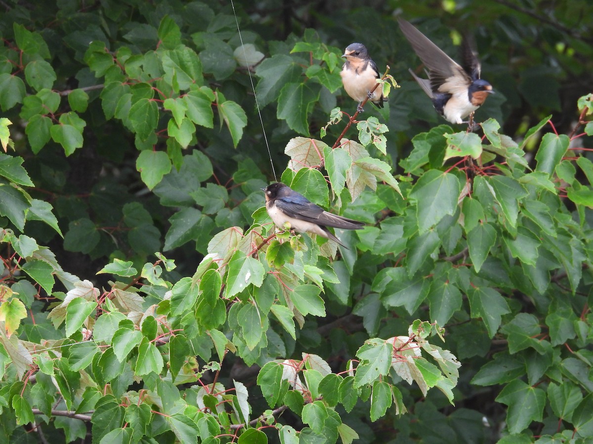 Barn Swallow - ML621845155