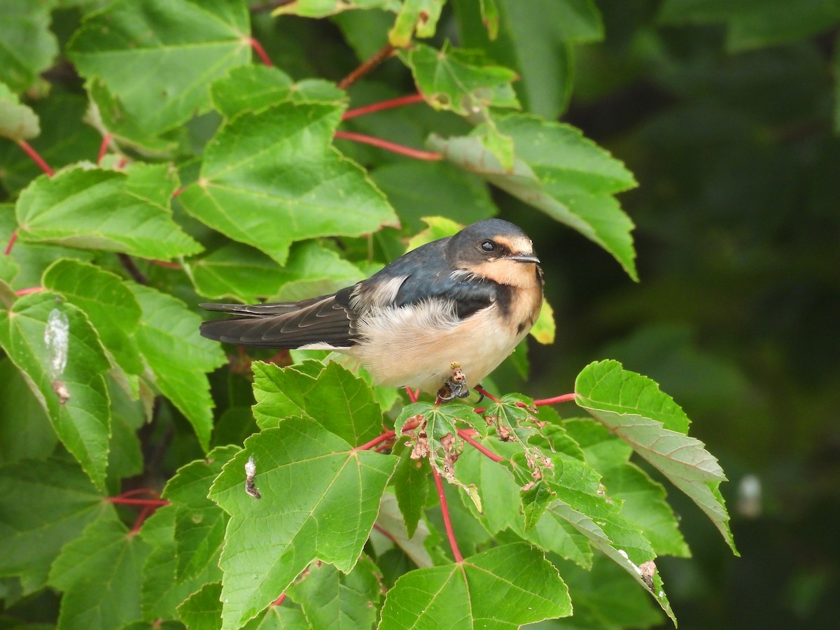 Barn Swallow - ML621845156