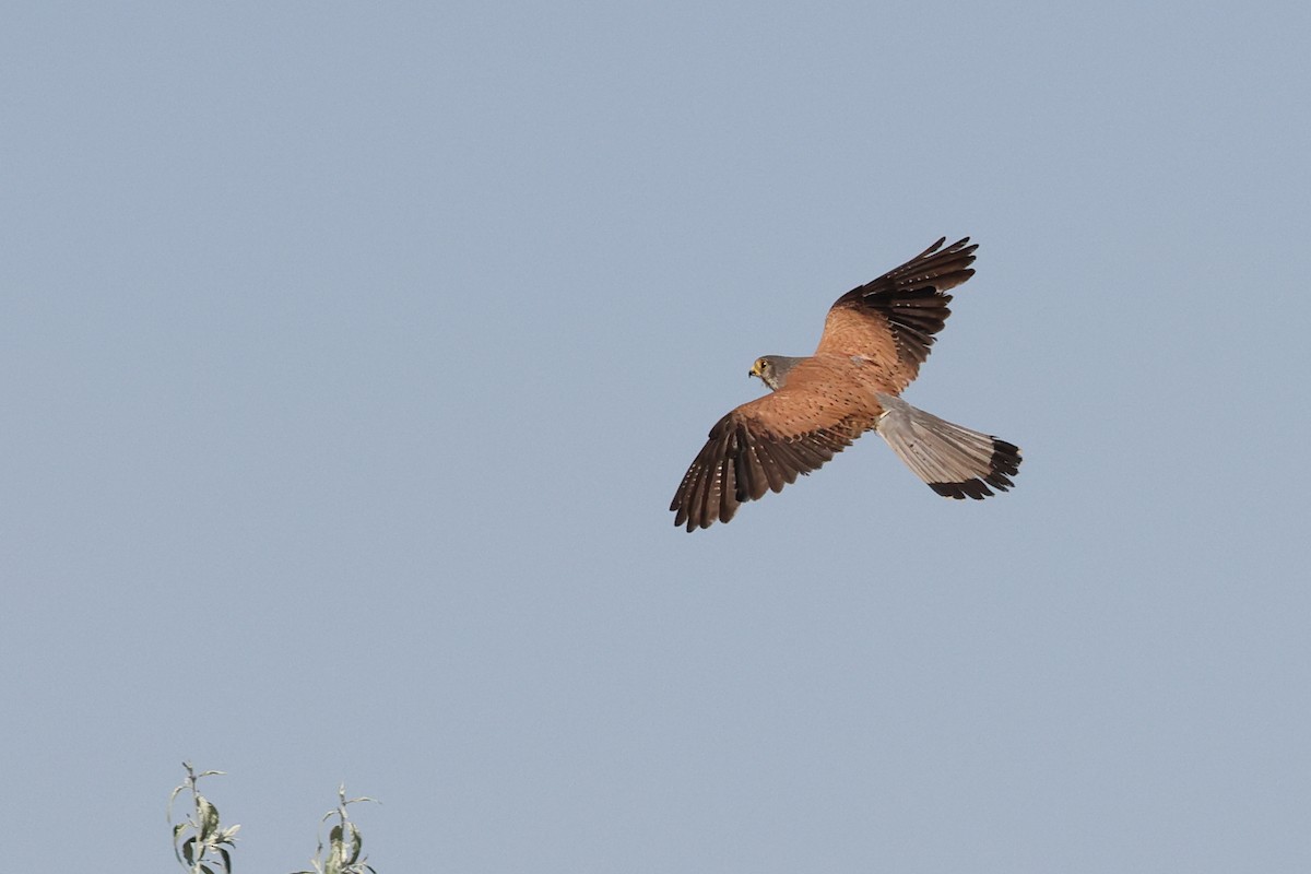 Eurasian Kestrel - ML621845163
