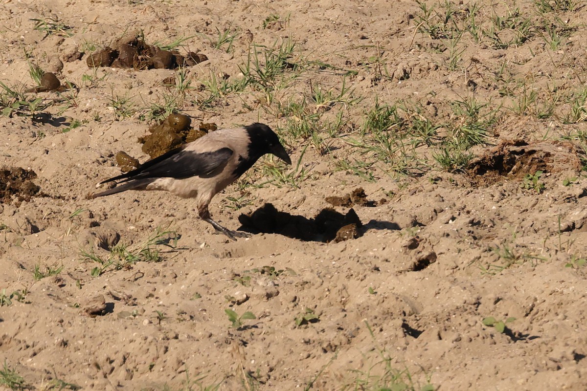 Hooded Crow - ML621845179