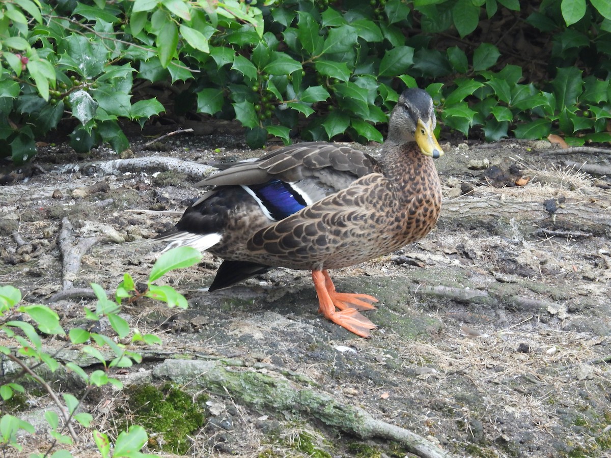 Mallard - ML621845186