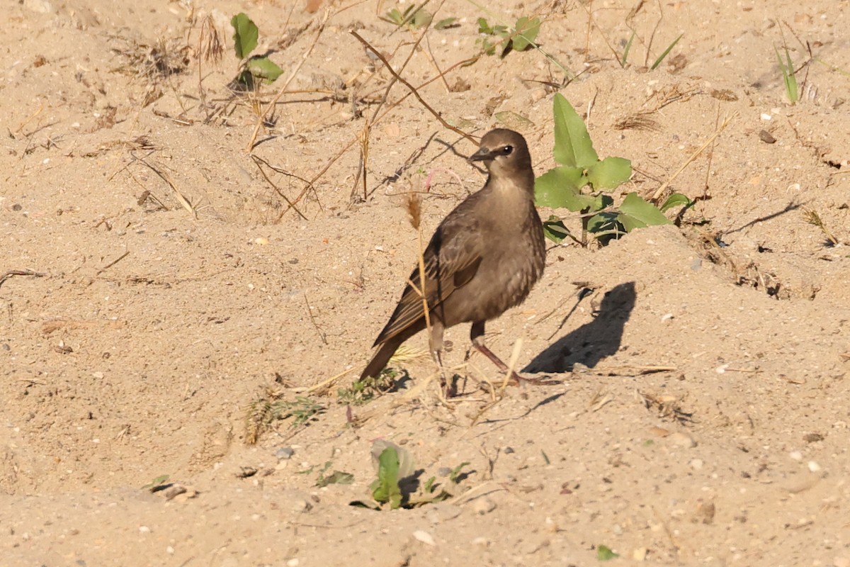 European Starling - ML621845190