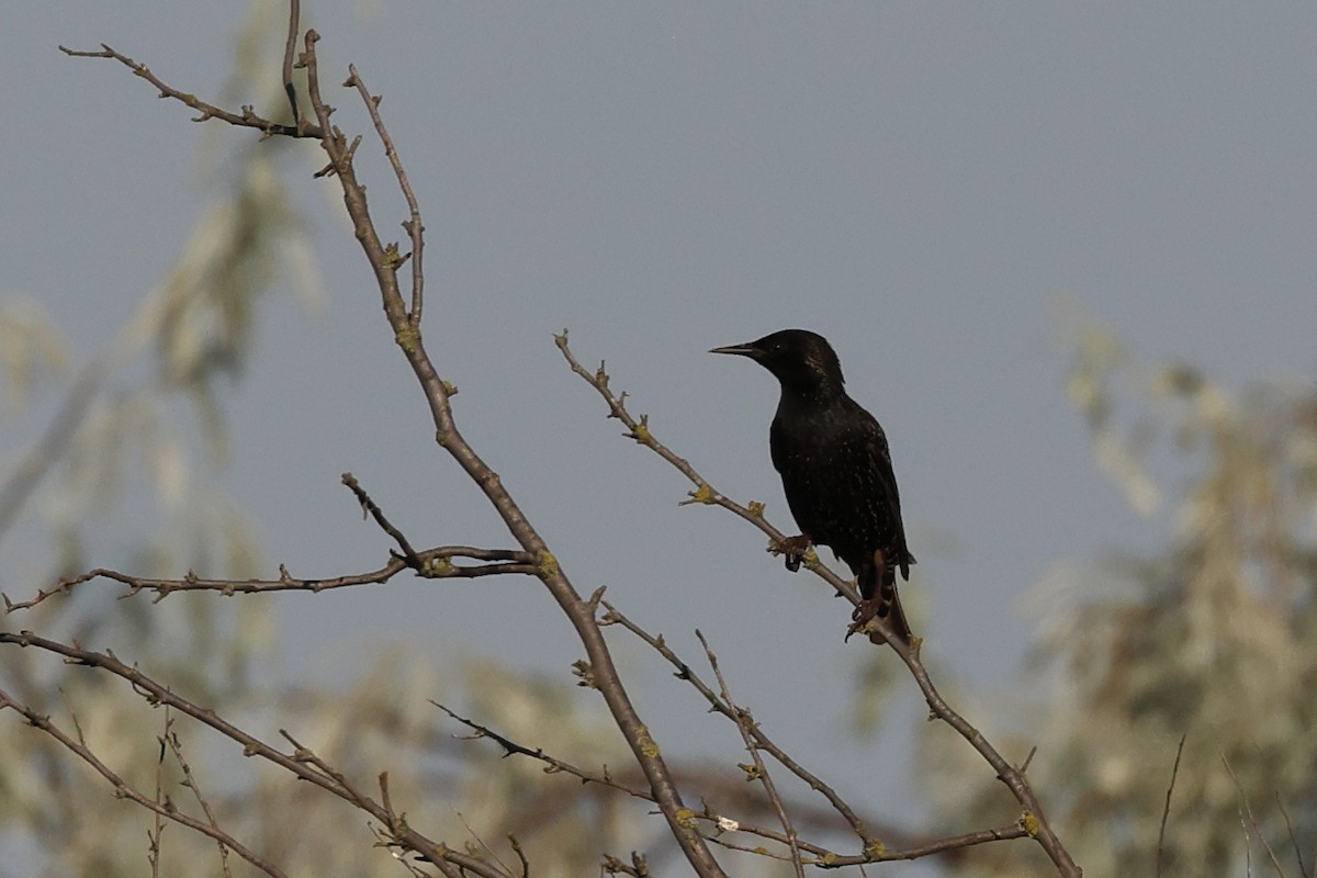 European Starling - ML621845191