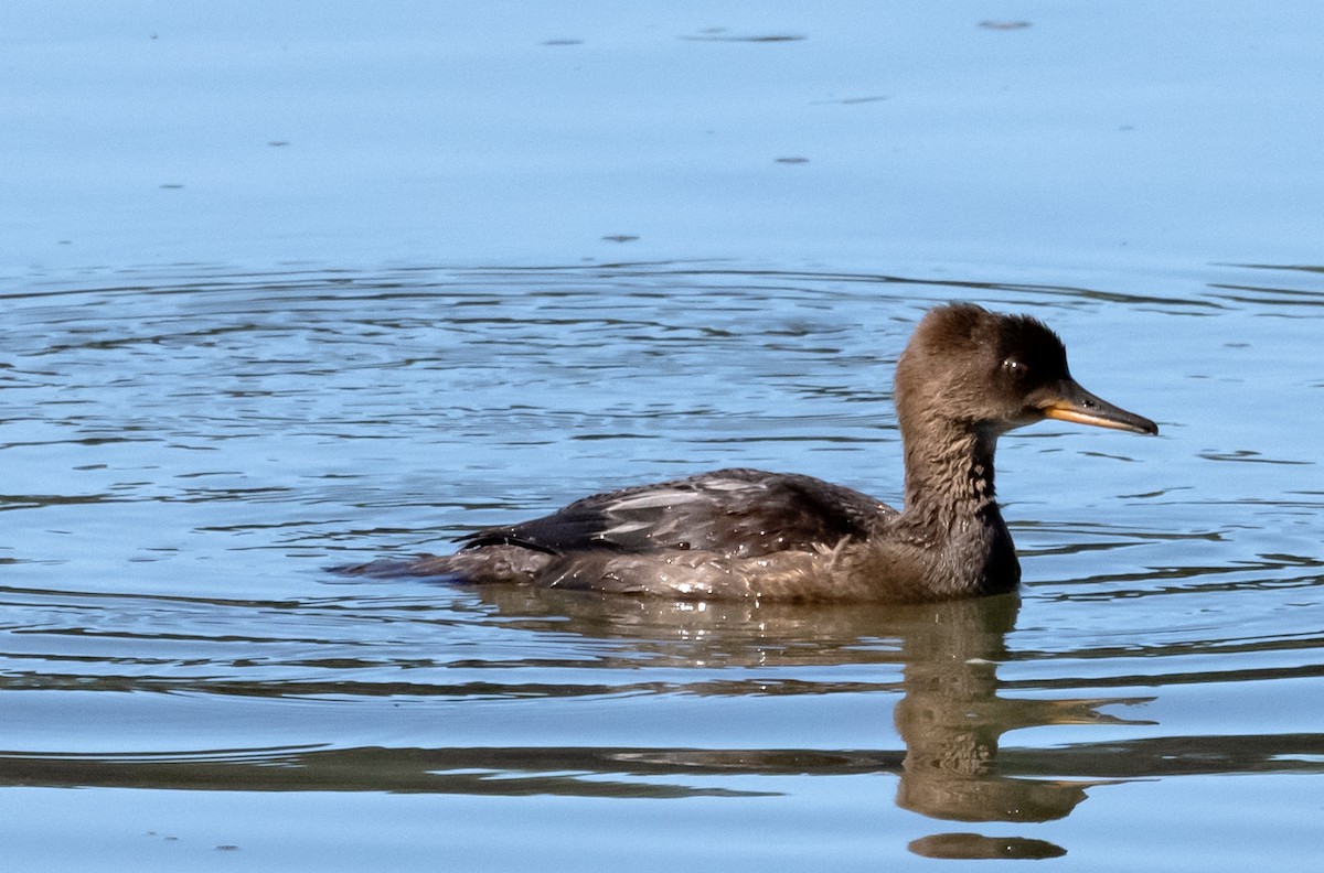 Hooded Merganser - ML621845244