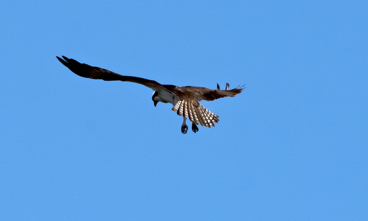 Osprey (carolinensis) - Bruce Jacobs