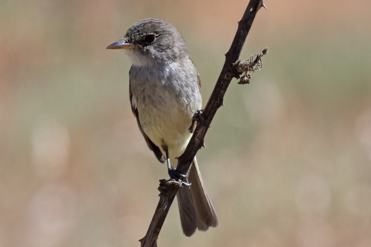 Willow Flycatcher - ML621845294