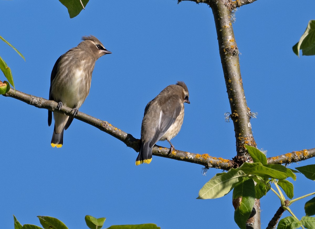 Cedar Waxwing - ML621845295