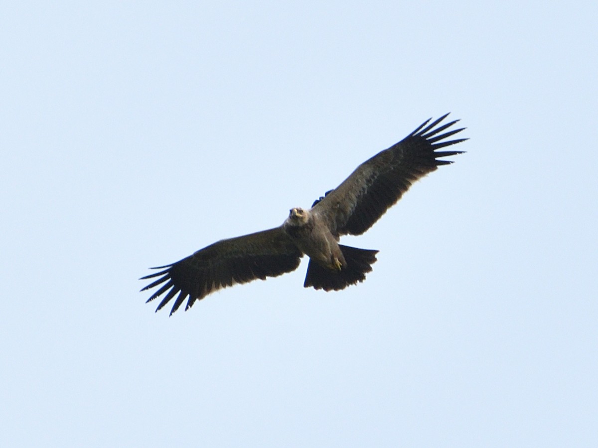 Tawny Eagle - ML621845321