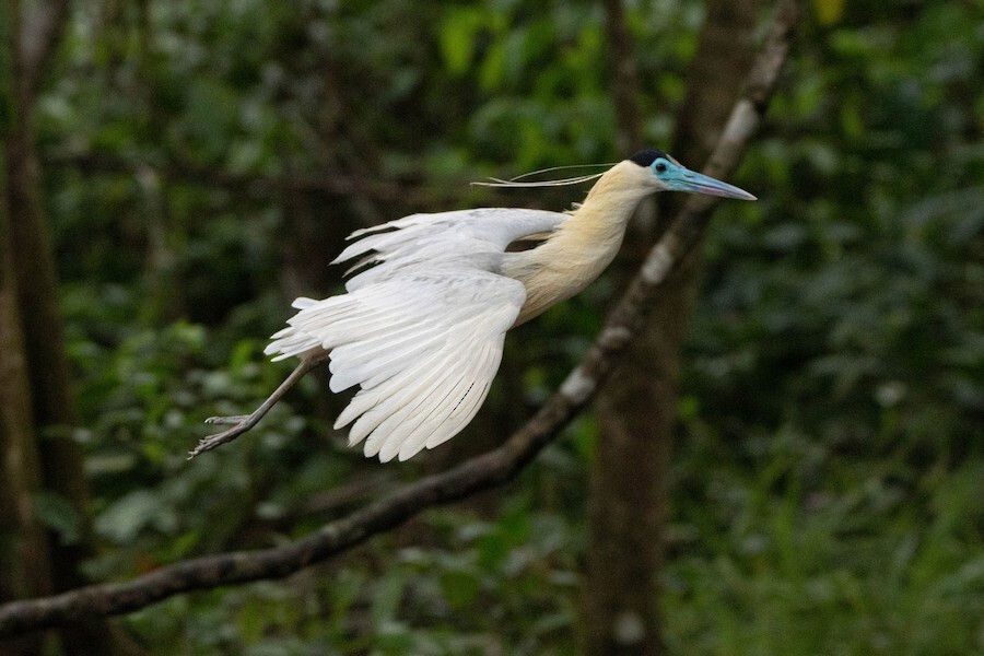 Capped Heron - ML621845364